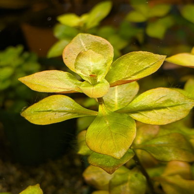 ルドウィギア パルストリス ‘ハイデンリッヒ’