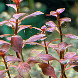 ルドウィギア パルストリス 'スーパーレッド ボンサイ'