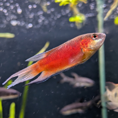 パラダイスフィッシュ ‘ブルーフィンスーパーレッド’