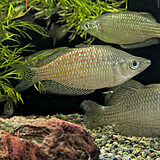 メラノタエニア ルブロストリアータ