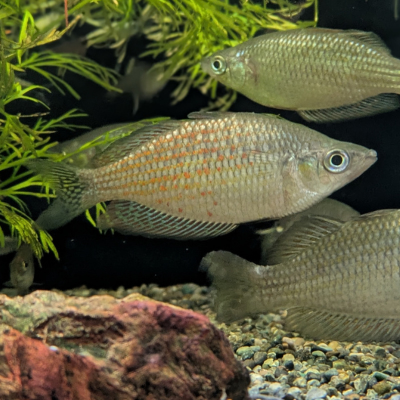 メラノタエニア ルブロストリアータ