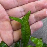 ミクロソルム プテロプス 'ゴールドスパークル'