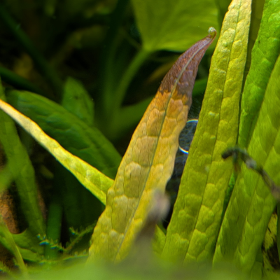 ミクロソルム プテロプス ‘ナローリーフ レッド’