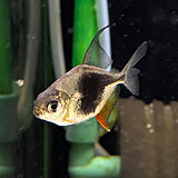 ブラックベリーミレウス