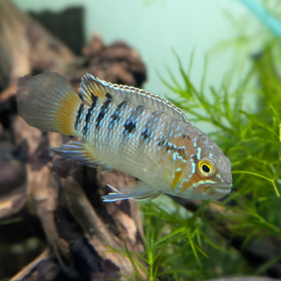 ナンナカラ アドケタ