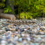 ゾディアックローチ