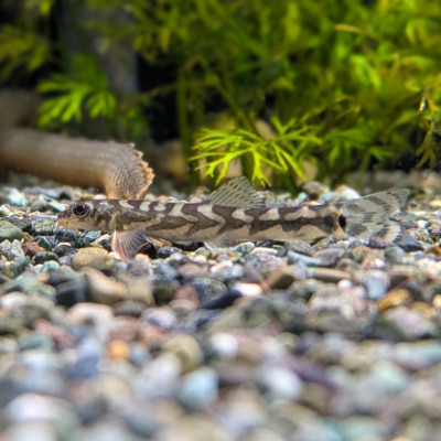 ゾディアックローチ