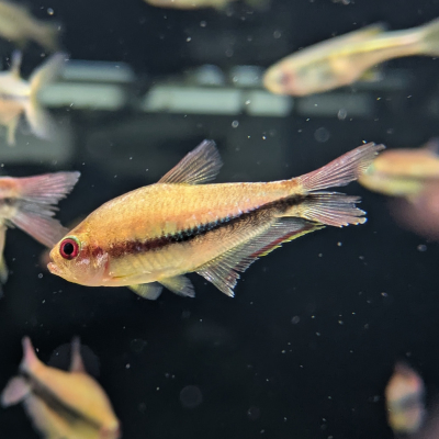 レインボーテトラ