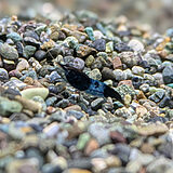 ブラックルリーシュリンプ