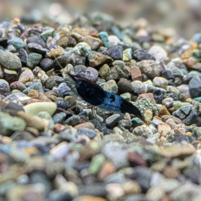 ブラックルリーシュリンプ