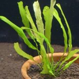 ニムフォイデス フラッキダ