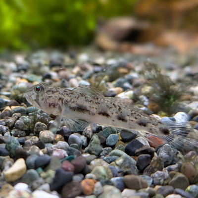 ノボリハゼ ‘奄美産’