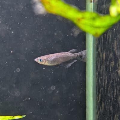 オロチメダカ