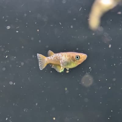 若草ラメメダカ