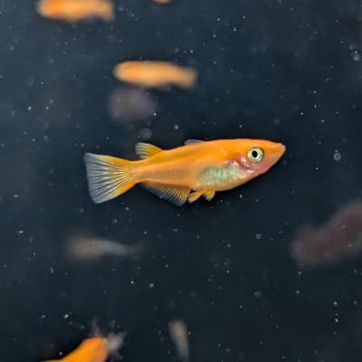 楊貴妃メダカ