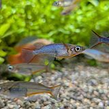 オリジアス ウォウォラエ