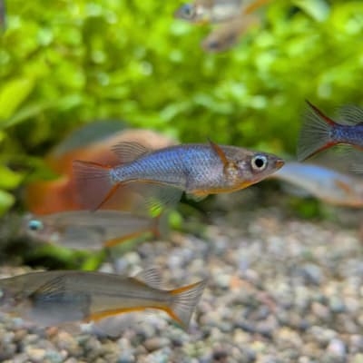 オリジアス ウォウォラエ