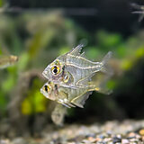 インディアングラスフィッシュ