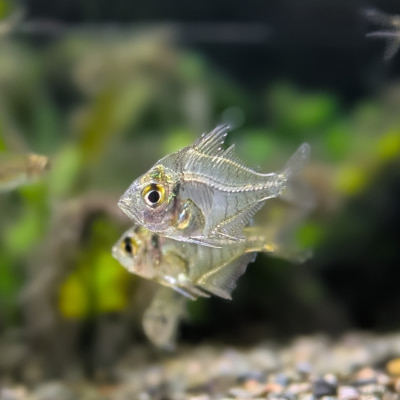 インディアングラスフィッシュ