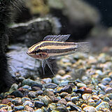 リコリスグラミー 'グナワニ'