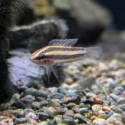 リコリスグラミー  ‘グナワニ’