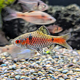 オデッサバルブ