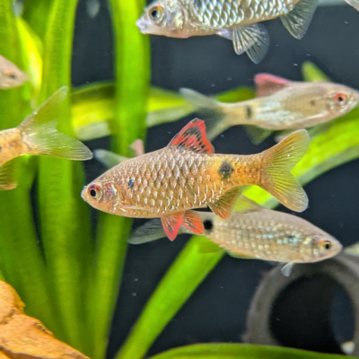 ストリッカーバルブ