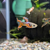 グッピー 'アンモライト ダブルソード'