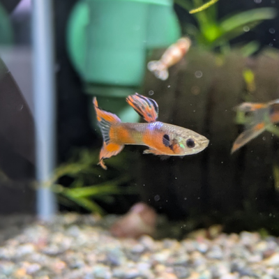 グッピー ‘アンモライト ダブルソード’