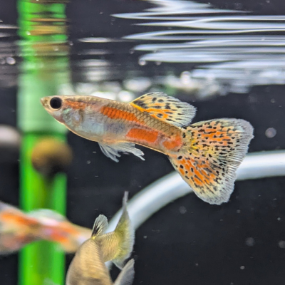 グッピー ‘ガラスのグラス’