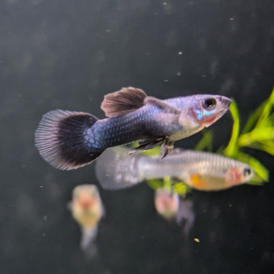 グッピー ‘モスコーパンダ’