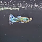 グッピー 'オパール ブルーモザイク'