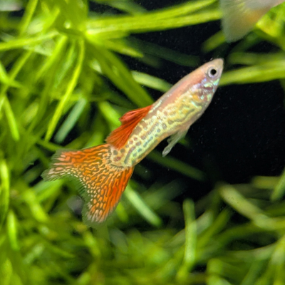 グッピー ‘オレンジレースコブラ’