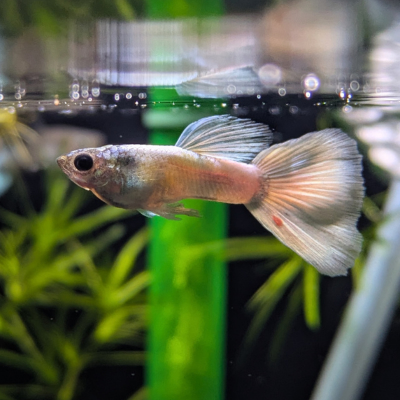 グッピー ‘プラチナ アメリカンホワイト’