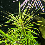 ポゴステモン ステラータsp. デナリー社