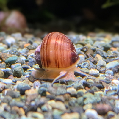 バイオレットアップルスネール