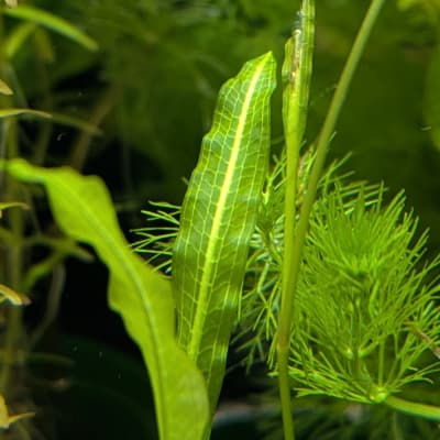 ポタモゲトンsp. ‘マタノ湖産’