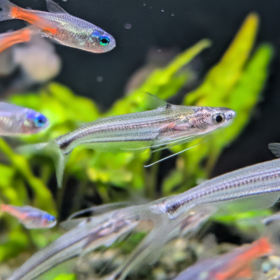 タイ ストライプグラスキャット