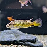 エジプシャンマウスブルーダー 'RUAHA'