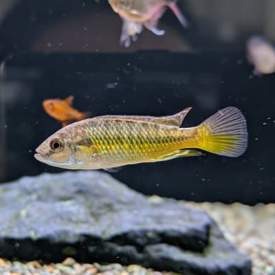 エジプシャンマウスブルーダー ‘RUAHA’