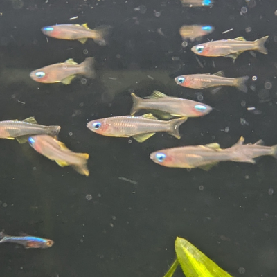 シュードムギル イヴァントソフィ