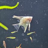 アルビノペルーアルタムエンゼルフィッシュ