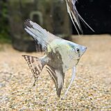 アバターブルーエンゼルフィッシュ