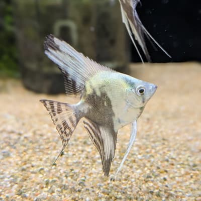 アバターブルーエンゼルフィッシュ