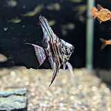 ブルーエメラルドマーブルエンゼルフィッシュ