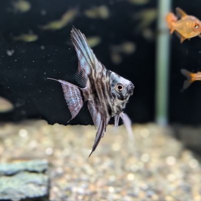 ブルーエメラルドマーブルエンゼルフィッシュ