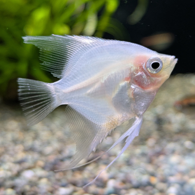 ブラッシングエンゼルフィッシュ