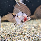 グラスマーブルエンゼルフィッシュ