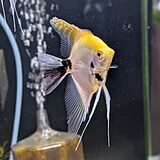 ゴールデンマーブルエンゼルフィッシュ
