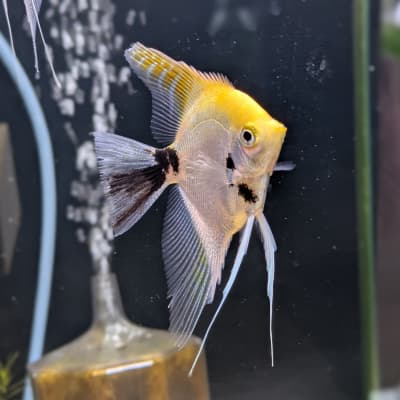 ゴールデンマーブルエンゼルフィッシュ